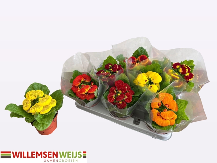 <h4>CALC X HERBEOHYBRIDA</h4>