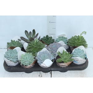 ECHEVERIA MINI P11
