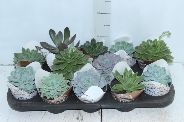 <h4>ECHEVERIA MINI P11</h4>