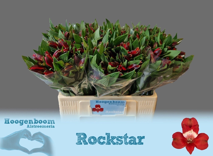 <h4>Alstr Rockstar</h4>