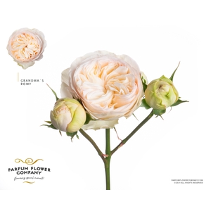 Rosa Spray Grandma's Romy
