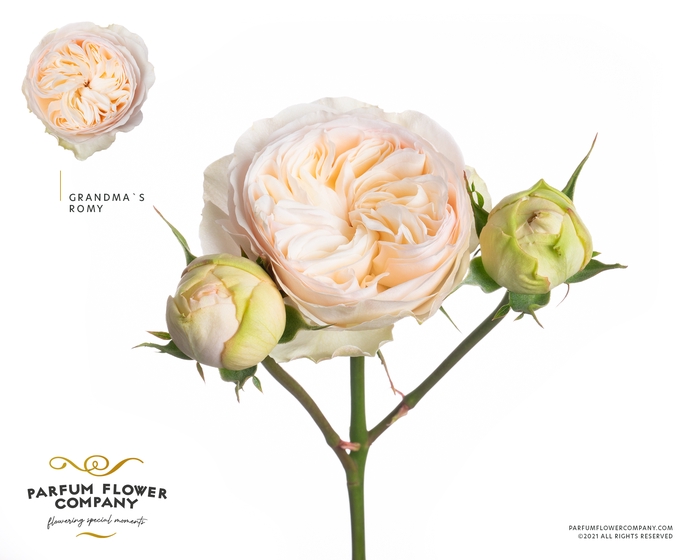 <h4>Rosa Spray Grandma's Romy</h4>