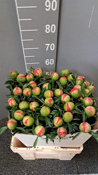 <h4>Paeo Coral Sunset</h4>