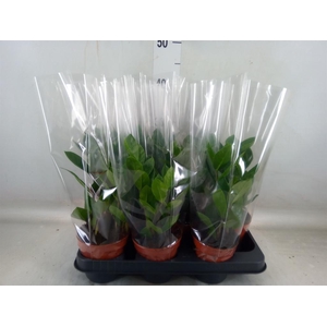 Zamioculcas zamiifolia