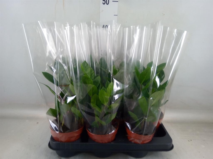 <h4>Zamioculcas zamiifolia</h4>