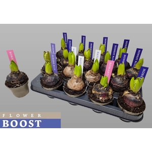 HYACIN PEAR GEM 4 KL