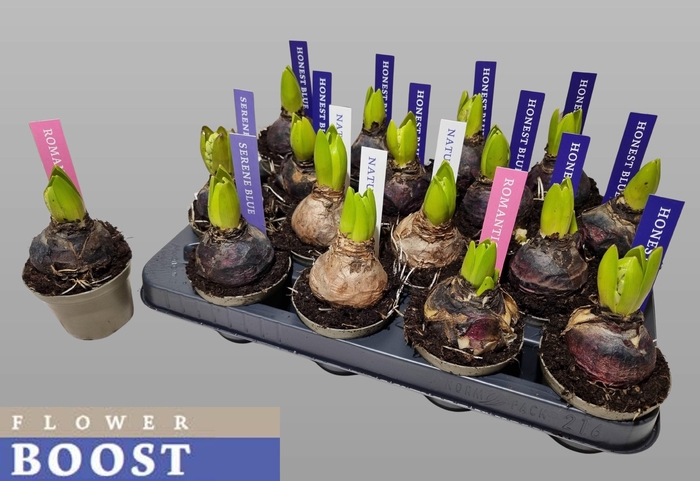 <h4>HYACIN PEAR GEM 4 KL</h4>