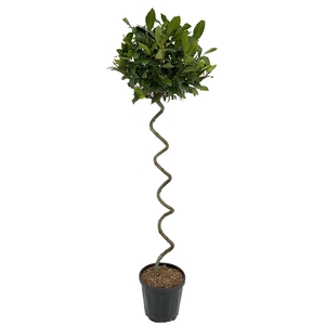 Laurus nobilis Kurketrekker