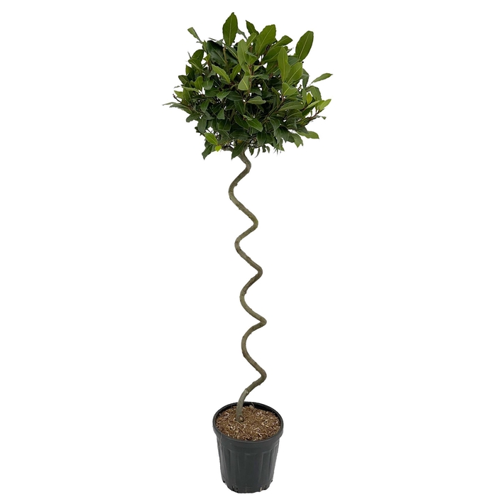 <h4>Laurus nobilis Kurketrekker</h4>