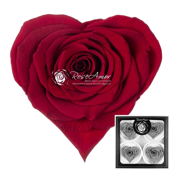 <h4>Corazon Bella Red01</h4>