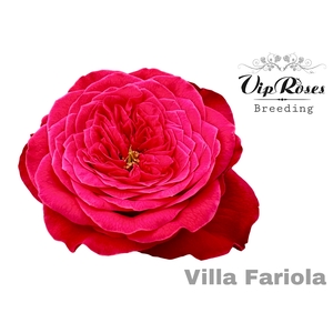 R GR OV NEW VIP VILLA FARIOLA