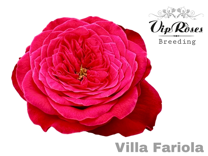 <h4>R GR OV NEW VIP VILLA FARIOLA</h4>