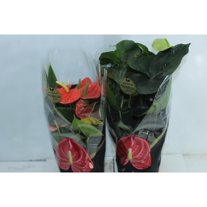 ANTHURIUM VARIADO P17 PREMIUM