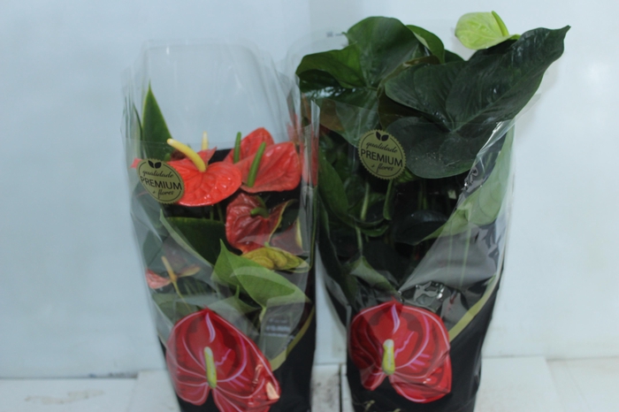 <h4>ANTHURIUM VARIADO P17 PREMIUM</h4>