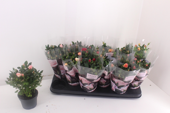 <h4>RO VICTORY GEM</h4>