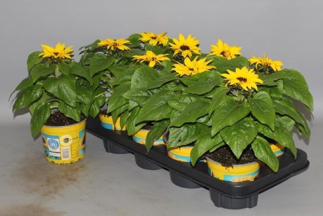 <h4>HELI SUNSATION</h4>