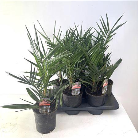 <h4>Phoenix Canariensis</h4>