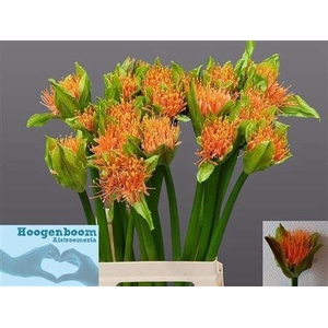 Scad M Flame