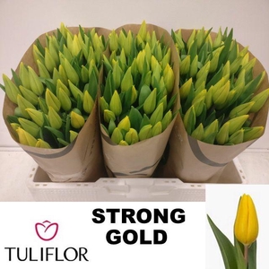 TU EN STRONG GOLD