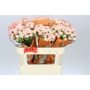 Rosa Tr Lydia