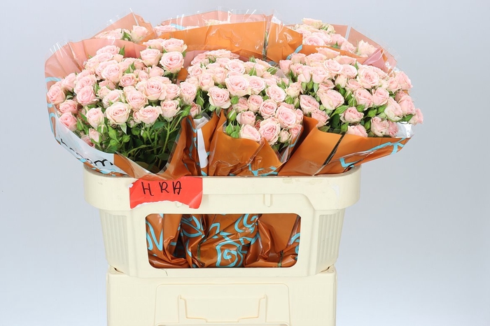 <h4>Rosa Tr Lydia</h4>