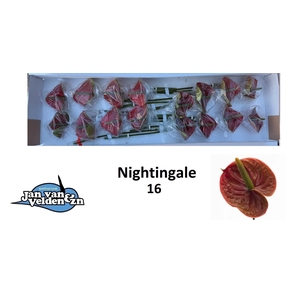 ANTH A NIGHTINGALE