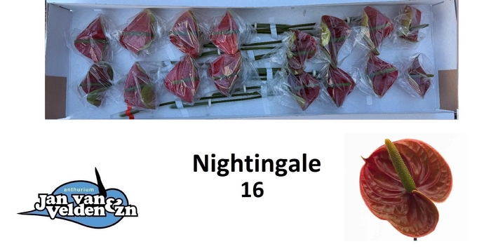 <h4>ANTH A NIGHTINGALE</h4>