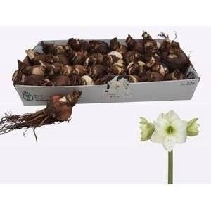 <h4>Bloembol Amaryllis</h4>