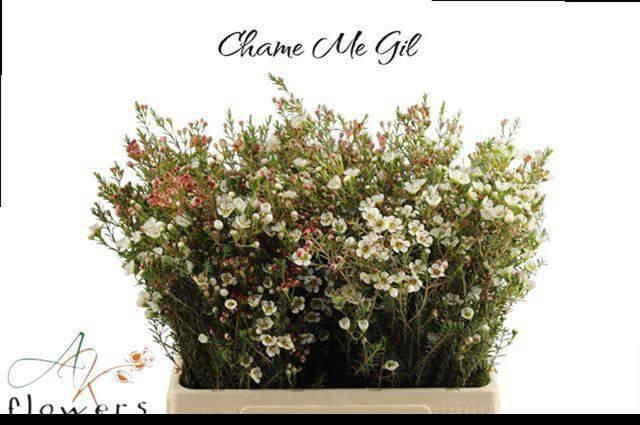 <h4>CHAME ME GIL</h4>