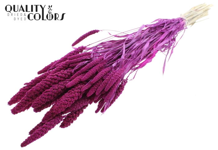 <h4>Gierst per bunch Intense Lilac</h4>