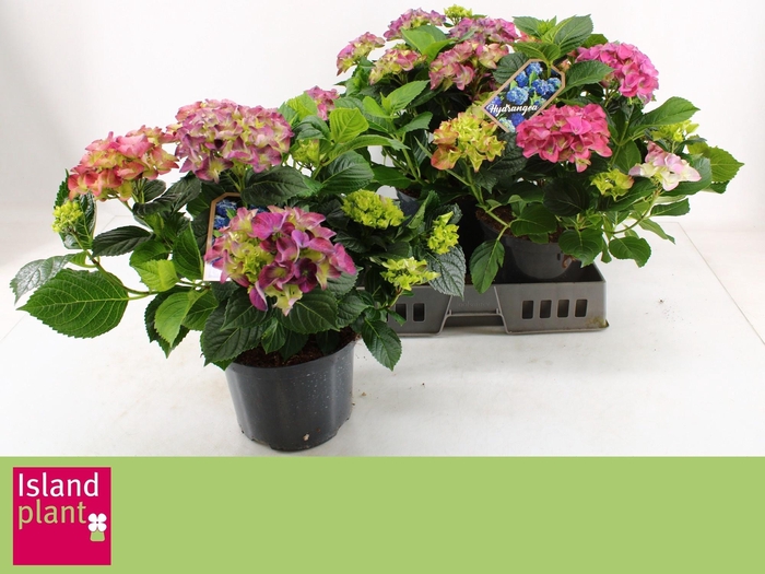 <h4>HYDR M EARLY BLUE</h4>