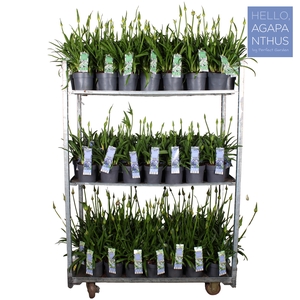 Agapanthus mix CC P17
