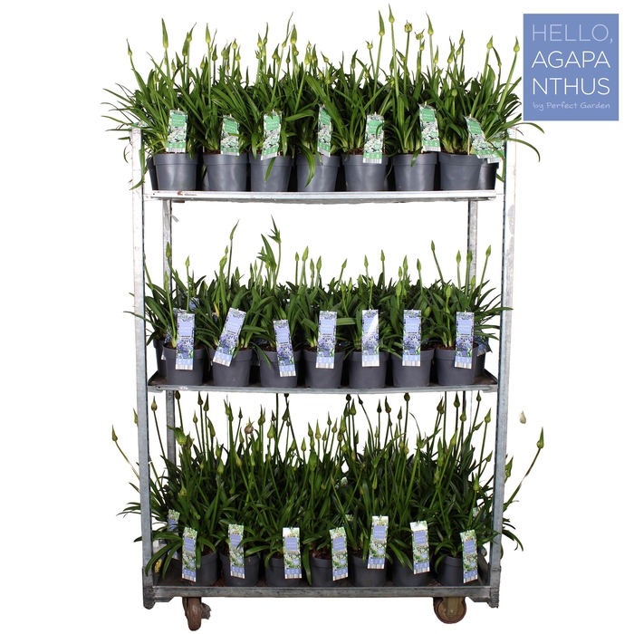 <h4>Agapanthus mix CC P17</h4>