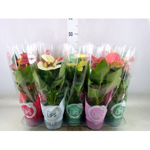 Anthurium   ...mix