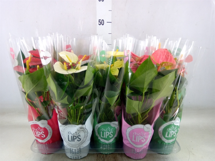 <h4>Anthurium   ...mix</h4>