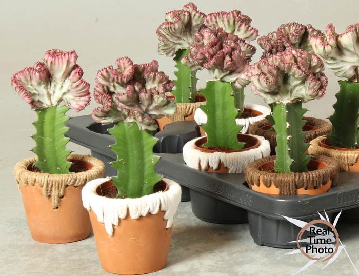 <h4>EUPHOR LAC CRISTATA</h4>