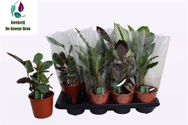 <h4>CALAT GEM 2 SRT</h4>