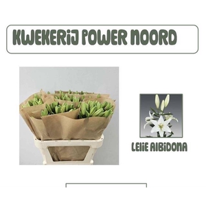 LI LA ALBIDONA