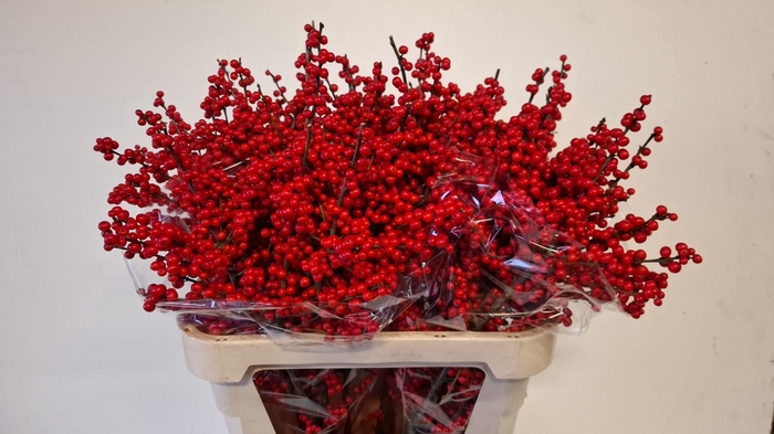 <h4>ILEX VE RODE BES</h4>