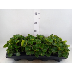Peperomia obt. 'Obtipan'