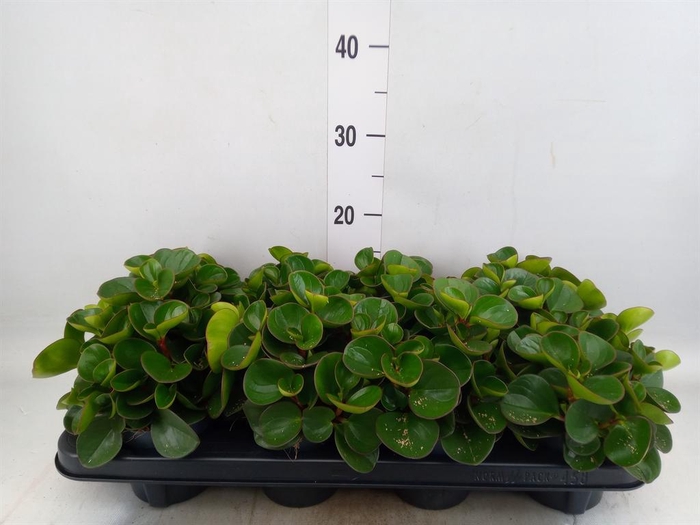 <h4>Peperomia obt. 'Obtipan'</h4>