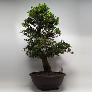 Satsuki Azalea 'A11' 45 cm (herkomst: Japan)