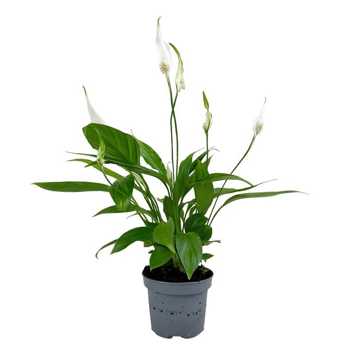 <h4>SPATHIPHYLLUM WALLISII</h4>
