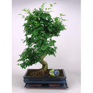 Ligustrum sinensis, 35cm., shape, with drip tray