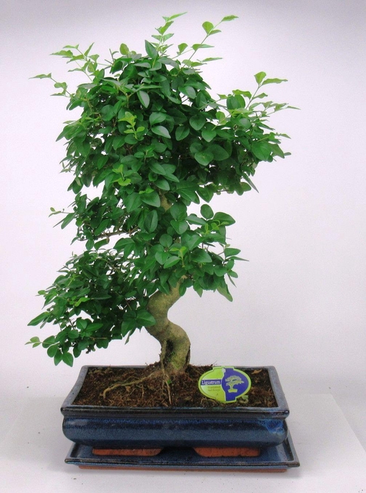 <h4>Ligustrum sinensis, 35cm., shape, with drip tray</h4>