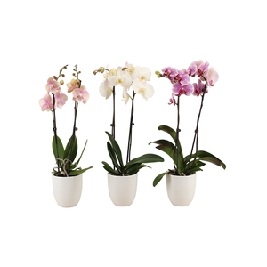 Hugo White Phal Mix 2T14+