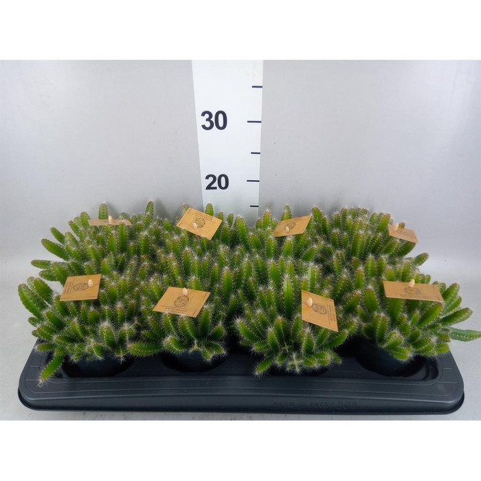 <h4>Hylocereus undatus</h4>