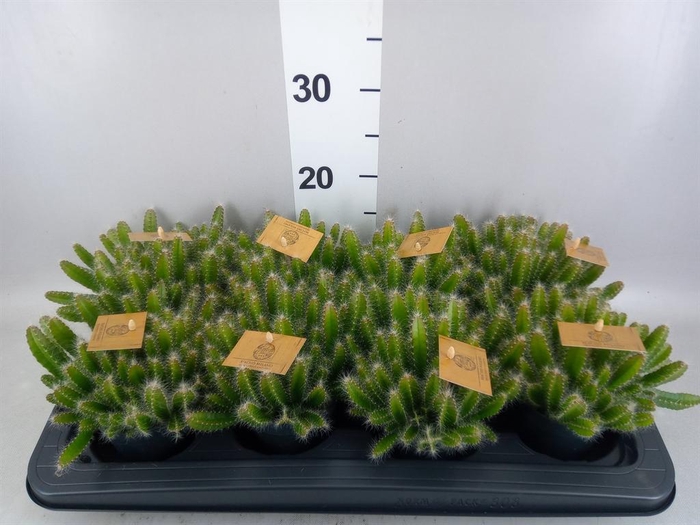 <h4>Hylocereus undatus</h4>
