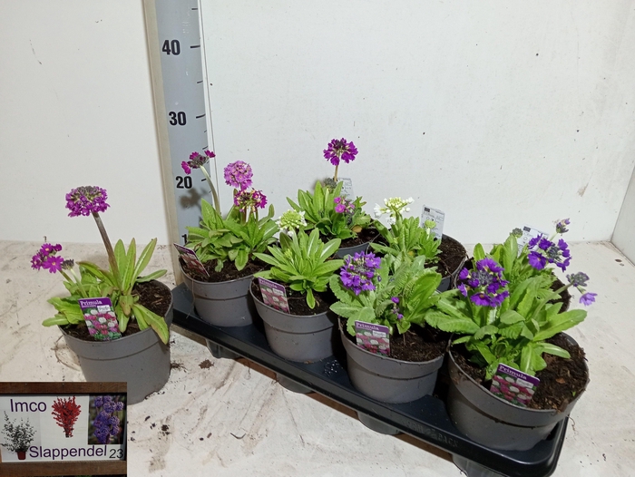 <h4>PRIM DENTICULATA</h4>