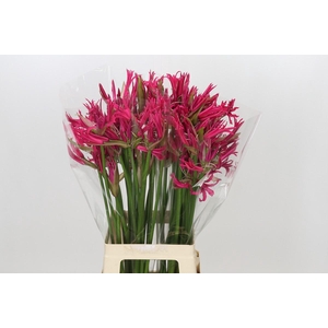 Nerine Minerva